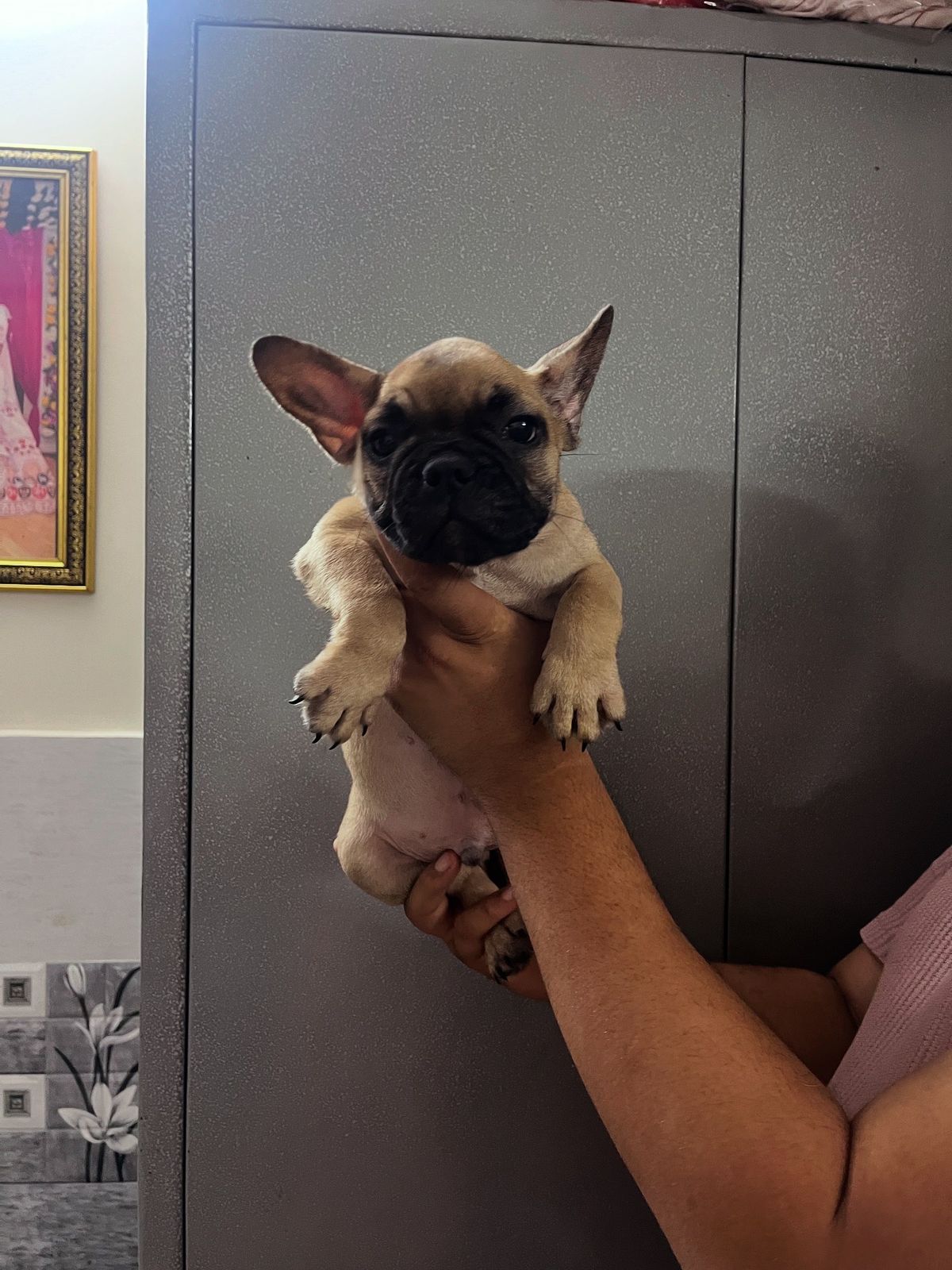 Image of FRENCH BULLDOG posted on 2022-03-26 13:00:08 from GURGAON